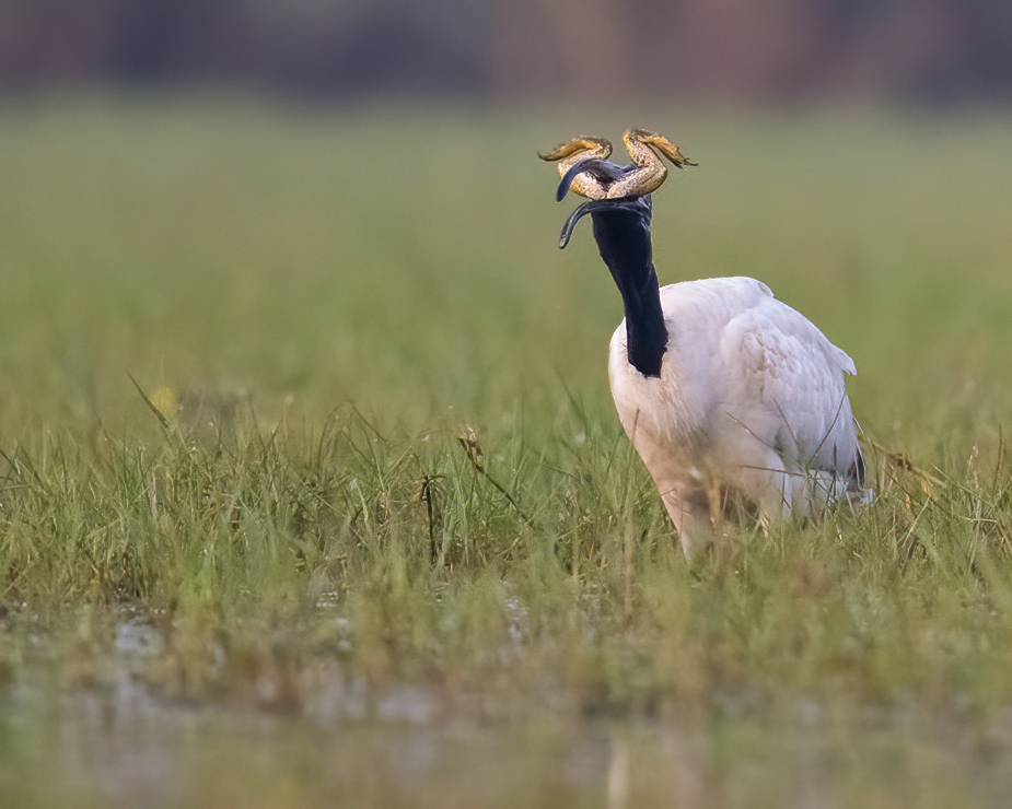 A black-headed Ibis feeding on a large frog at Chilika lake 