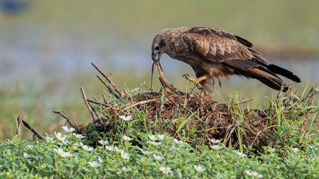 Brahminy Kite Feeding on a Snake at Mangalajodi, Chilika Lake