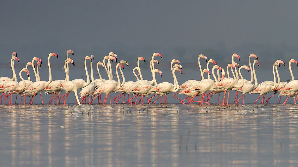 Flamingoes at Bhigwan Bird Sanctuary, Maharashtra