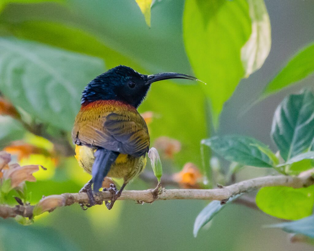 Green-tailed Sunbird at Latpanchar, West Bengal