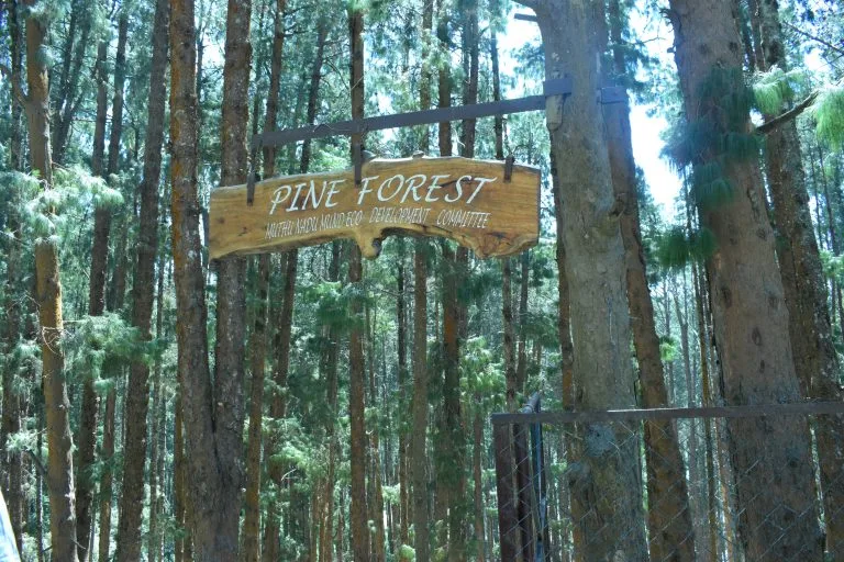 Pine Forest in Ooty