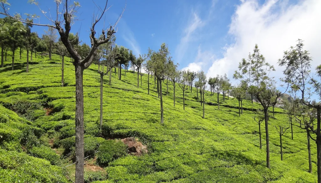 Tea plantation at Ooty, Doddabetta in Tamil Nadu