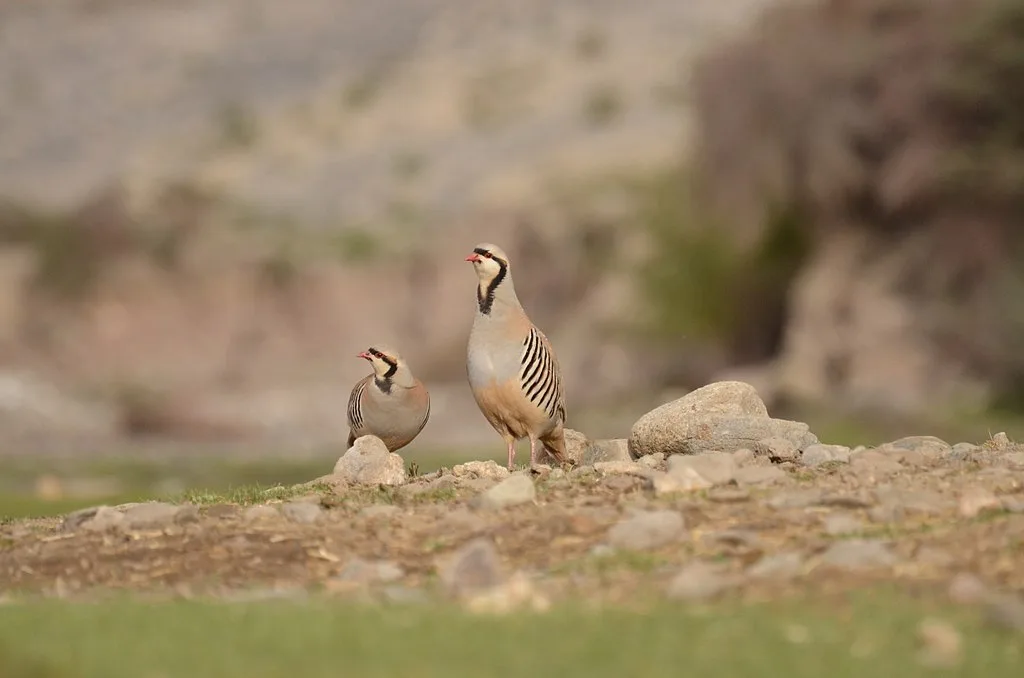 A beautiful Pair of Chukar Partridge in Hemis National Park 