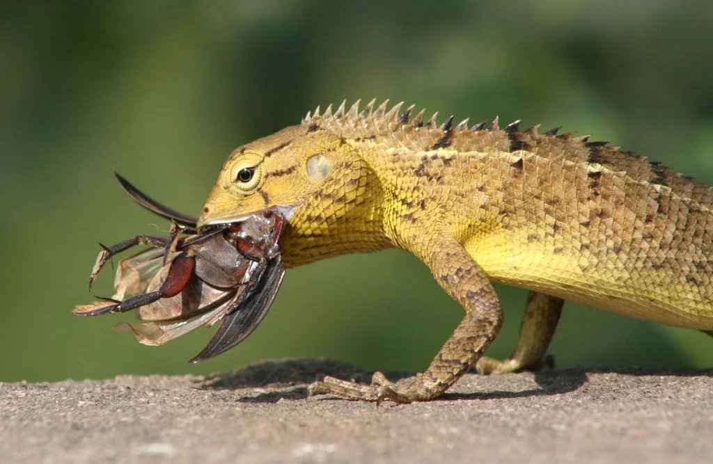  Garden Lizard at Navegaon National Park ,Maharashtra 