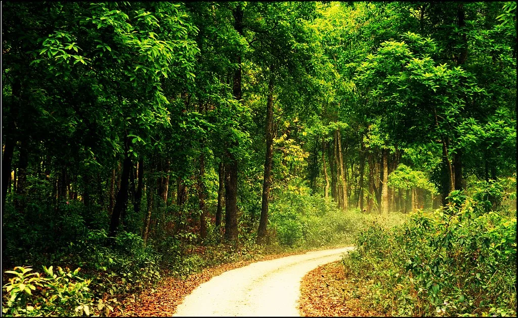 The lush green forest of Jaldapara National Park