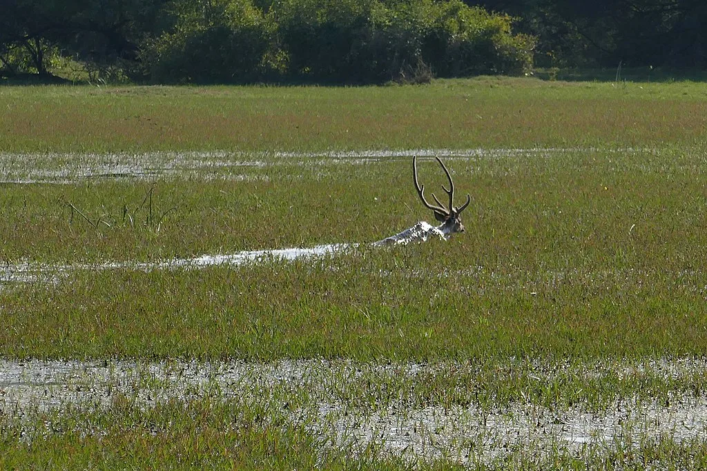 An Inside View of the Keoladeo National Park