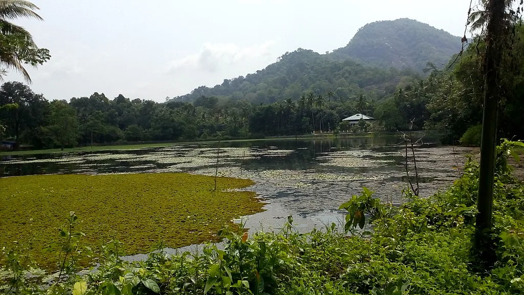 A Beautiful view of the lake in Thattekkad Bird Sanctuary