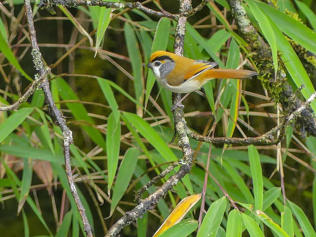 The Cute Black-Throated Parrotbill at Mishmi Hills 