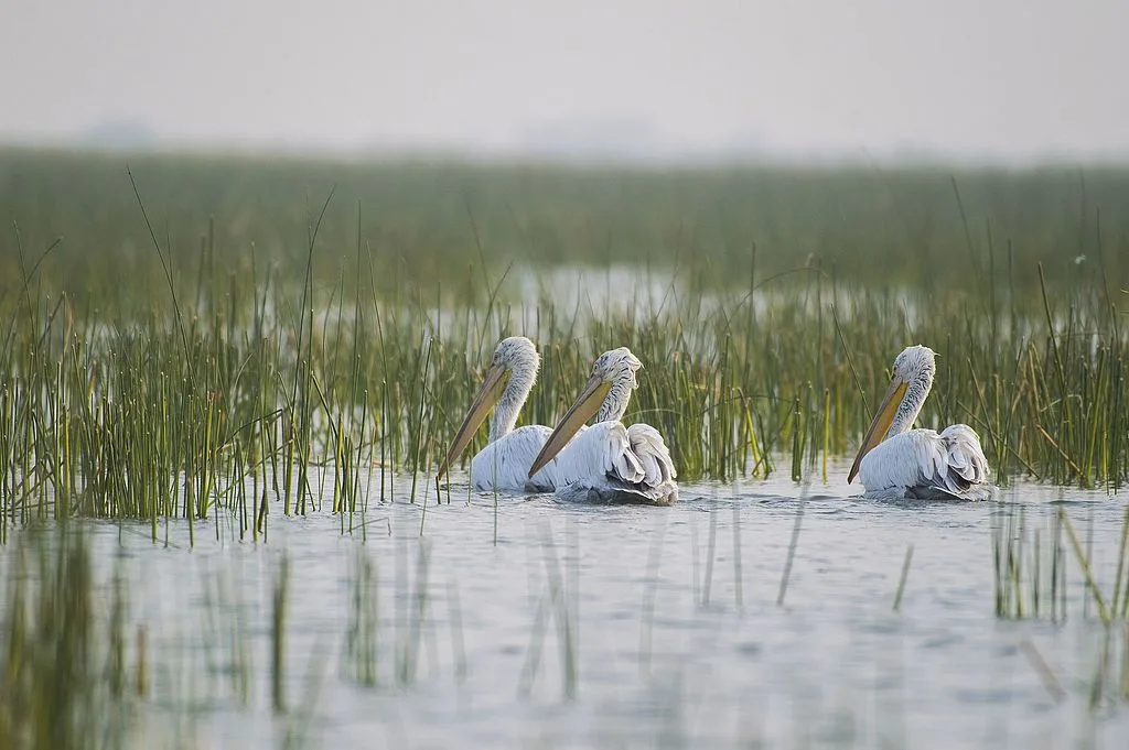 A Flock of Dalmatian Pelicans at Nal Sarovar Bird Sanctuary