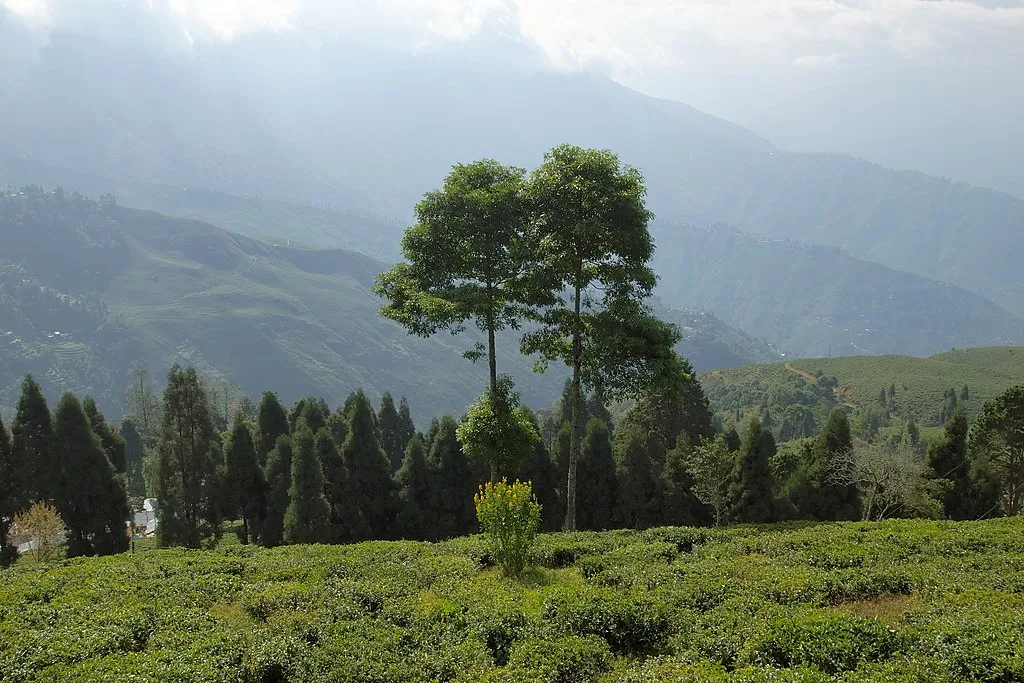 Darjeeling Tea plantations