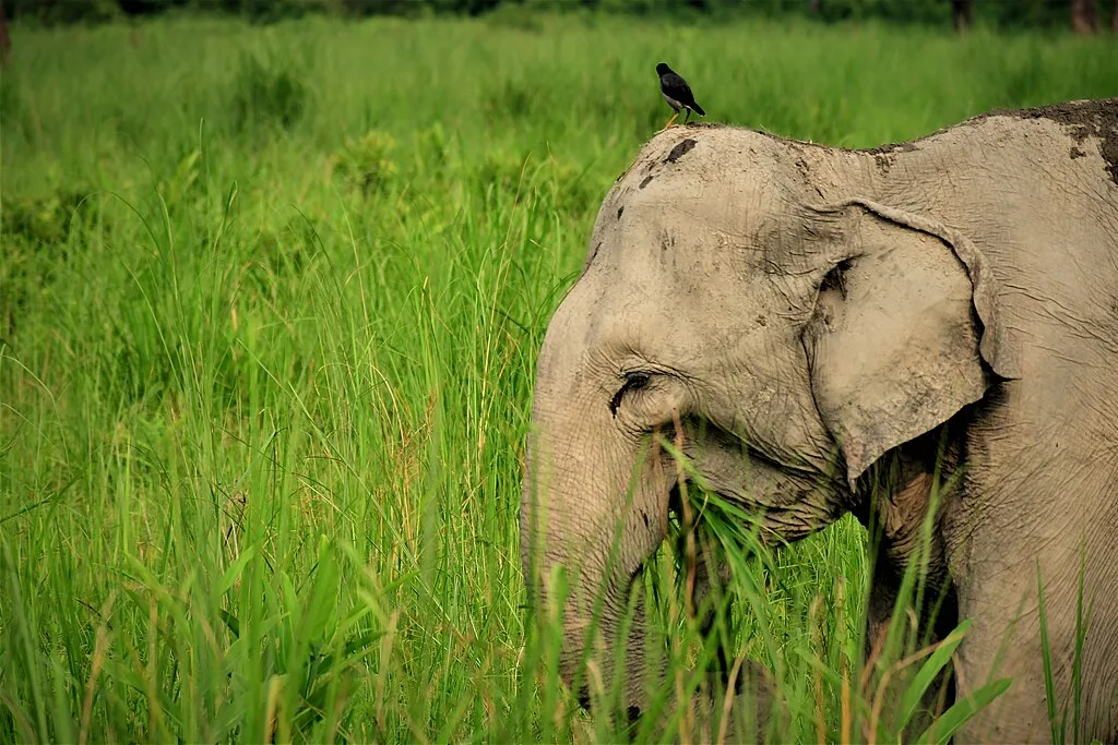 Elephant_in_Manas_National_Park