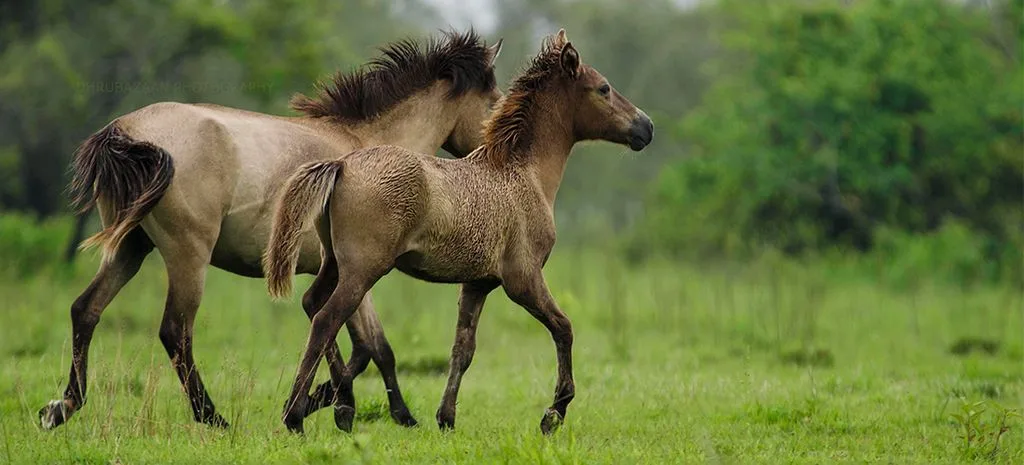 Feral Horses at Dibru-Saikhowa National Park