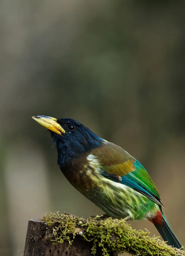 The Great Barbet in the jungles of Sattal