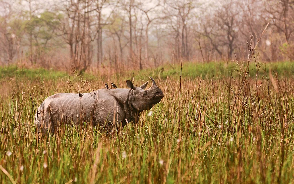 Greater one-horned rhinoceros at Orang National Park