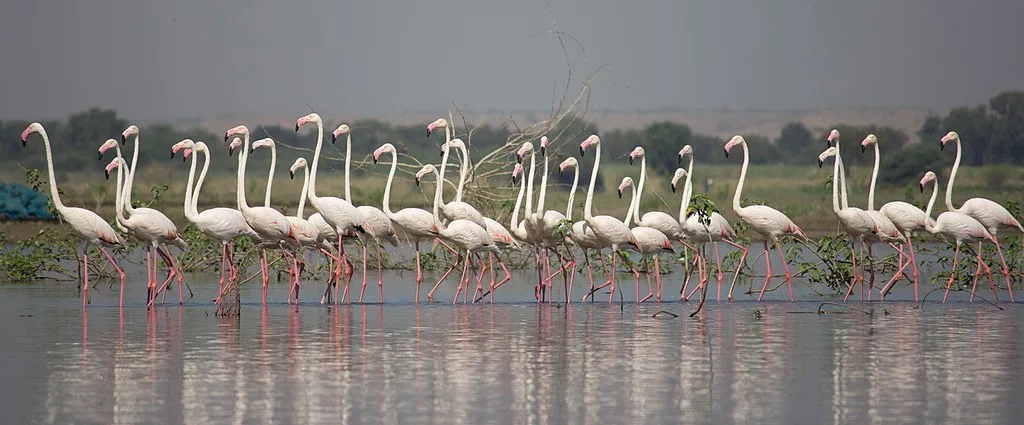 Flamboyance of Flamingo at Bhigwan Bird Sanctuary, Maharastra