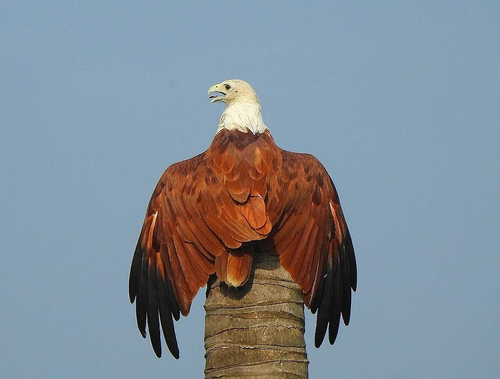 A brahminy kite enjoying the Sun at keoladeo National Park