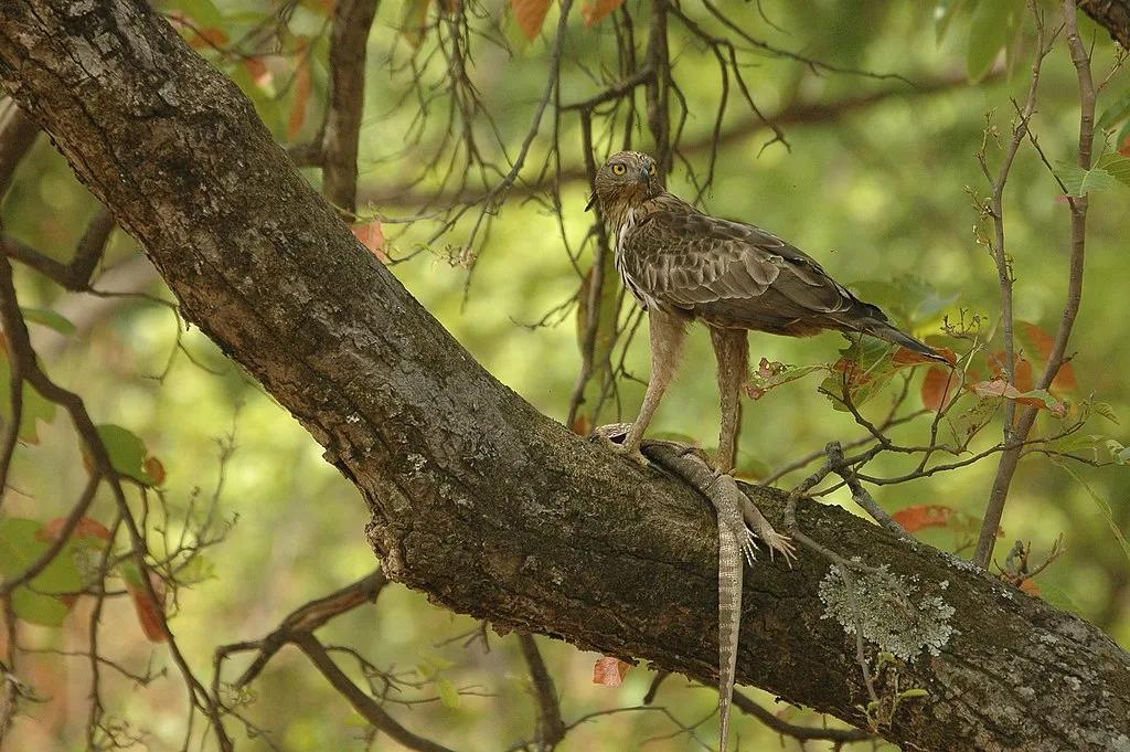 Hawk with its Prey at Nagzira , Maharasthra