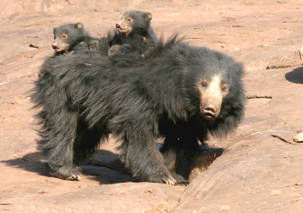 Indian sloth bear with its cubs at Thettekad Bird Sanctuary
