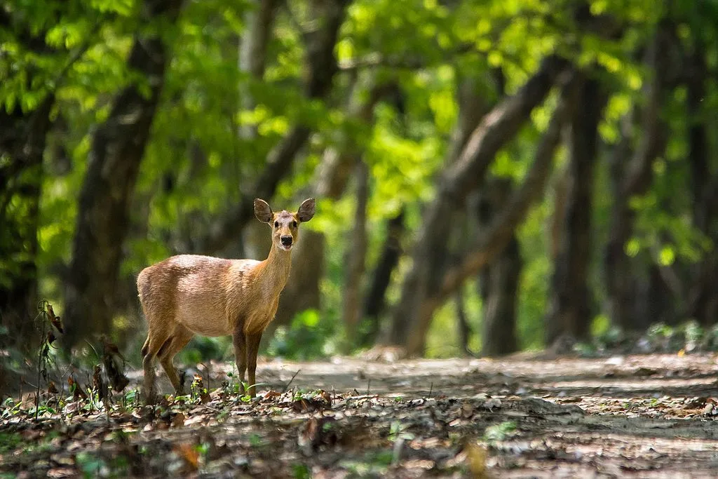 Indian Hog Deer In Orang National Park, Assam