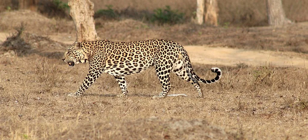 A Leopard crossing the Road 