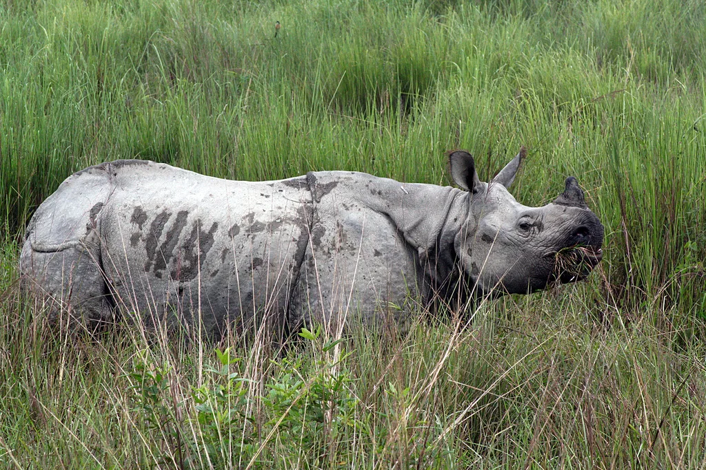 Rhino at Kaziranga National Park