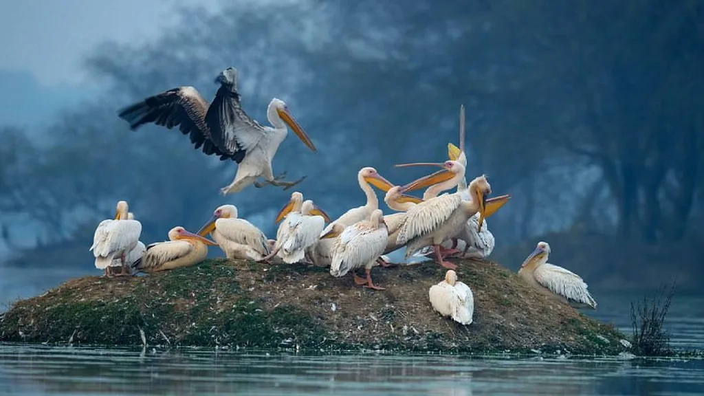 Flock of birds busy basking in the Sun 