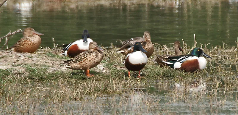 A Flock of Northern Shoveler at Sultanpur National Park 