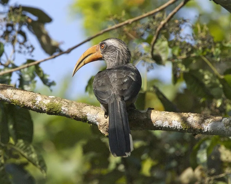 A beautiful Malabar Hornbill basking in the sun at Thattekad Bird Sanctuary