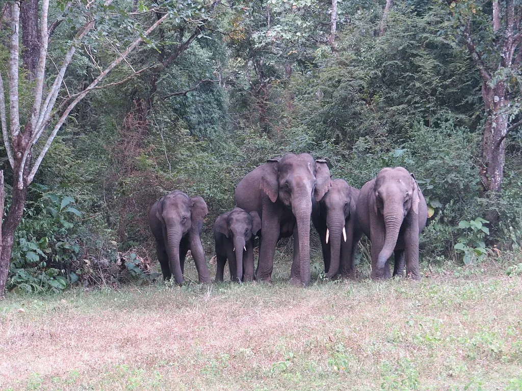 Herd of Elephants at Parambikulam Tiger Reserve 