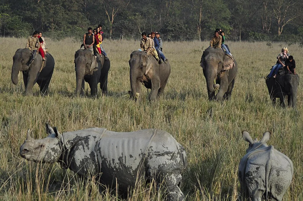 Rhino_tourism_in_Pobitora_Wildlife_Sanctuary