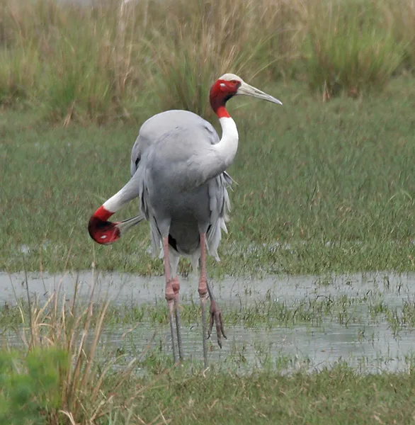 Sarus Crane in display at Sultanpur National Park 