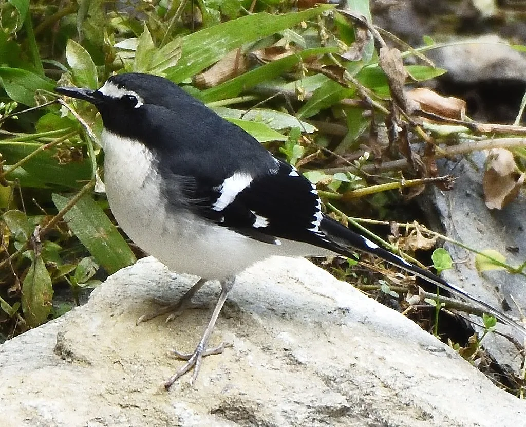 Slaty backed forktail at Siju Bird Sanctuary, Meghalaya
