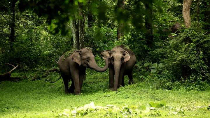 Playful Mood of Elephants at Wayanad Wildlife Sanctuary 