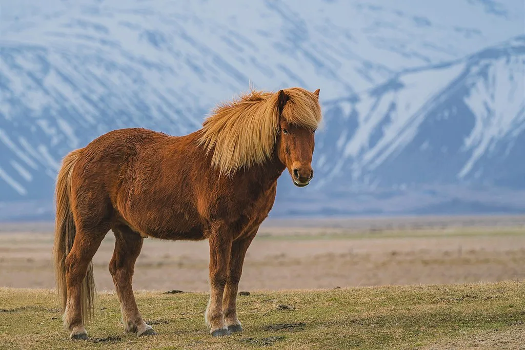 Zaniskari_Horse_in_Ladakh