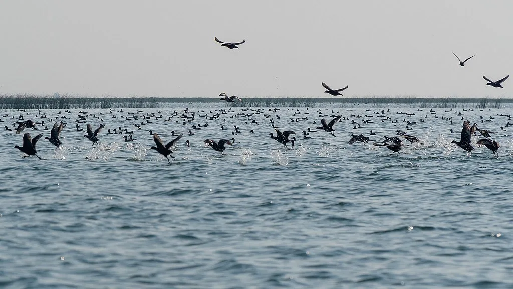 Nalabana Bird Sanctuary