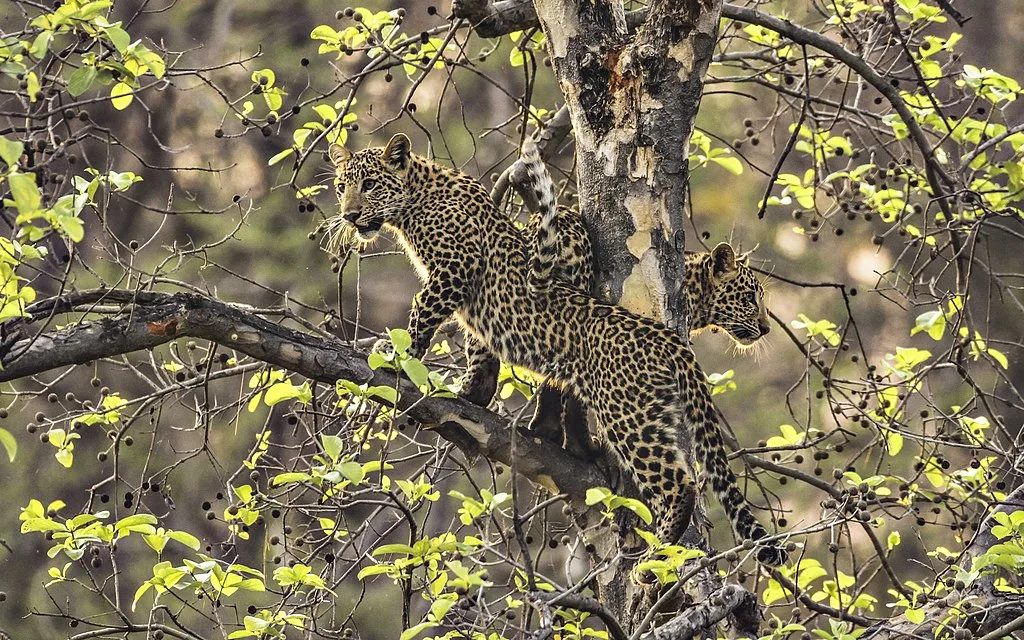 A pair of Leopards busy tracking down its prey