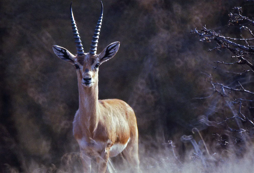 Indian Gazelle