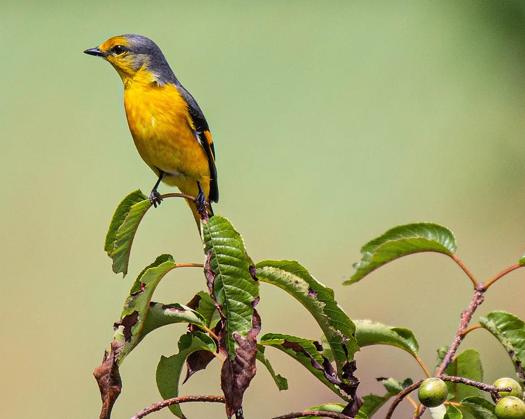 Scarlet Minivet