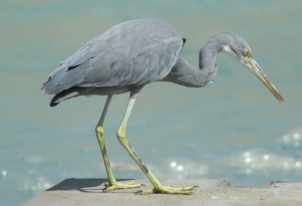 Western Reef Heron