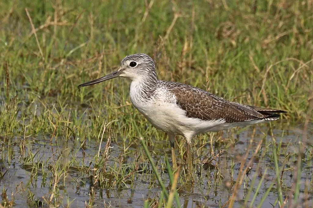 Common greenshank