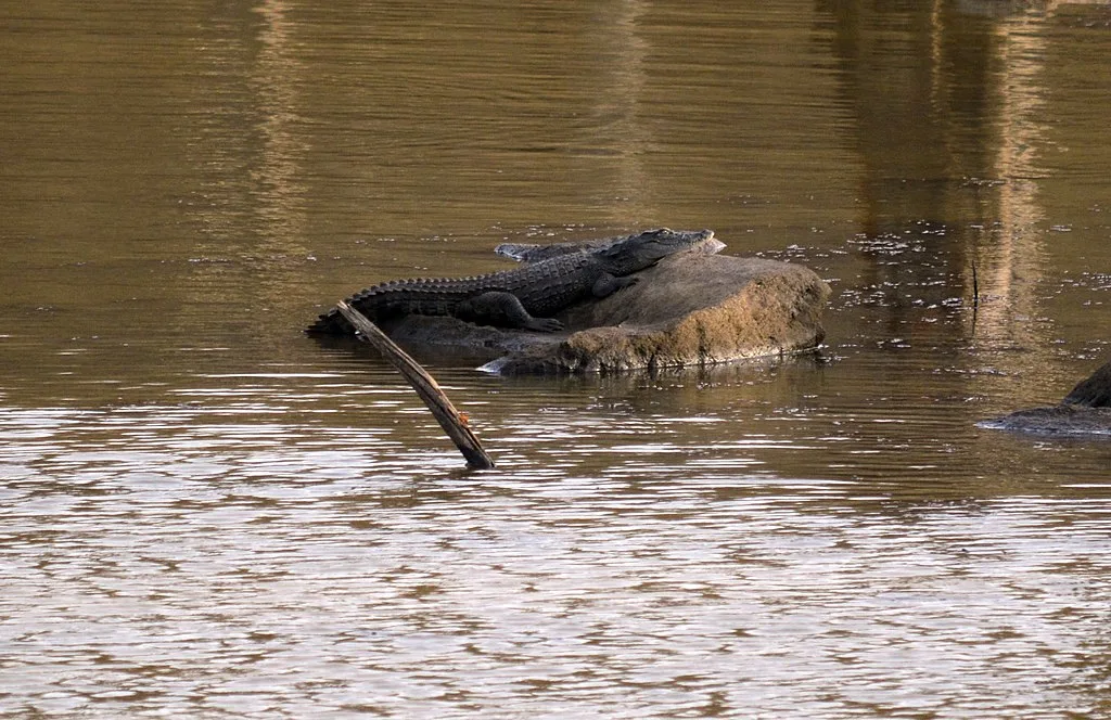Crocodile resting in the river at Satpura Tiger Reserve