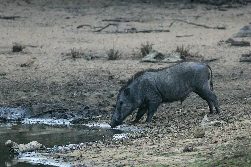 Wild Boar at dusk quenching its thirst