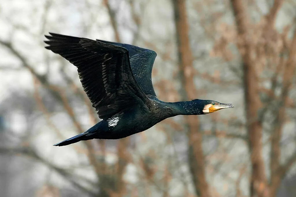 The Elegant fly of a Great Cormorant 