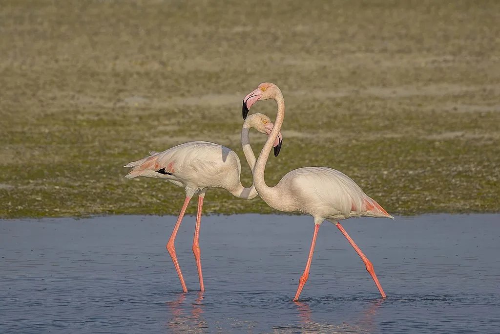 Greater flamingos