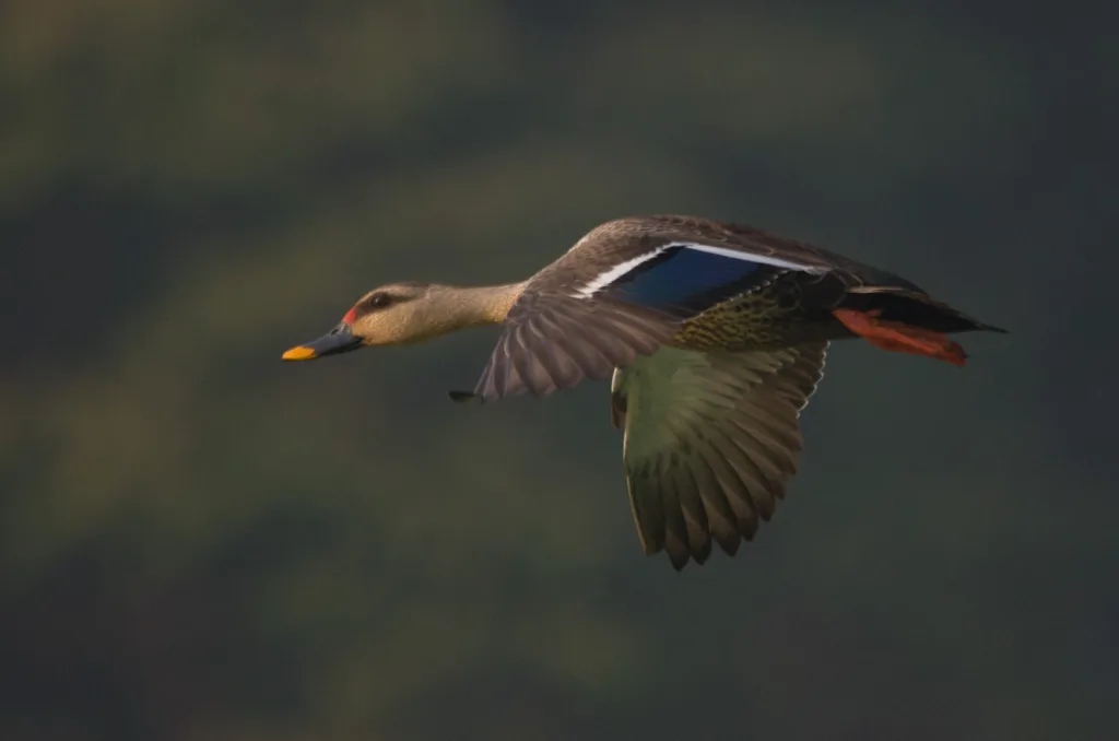 Indian Spot-billed Duck in flight