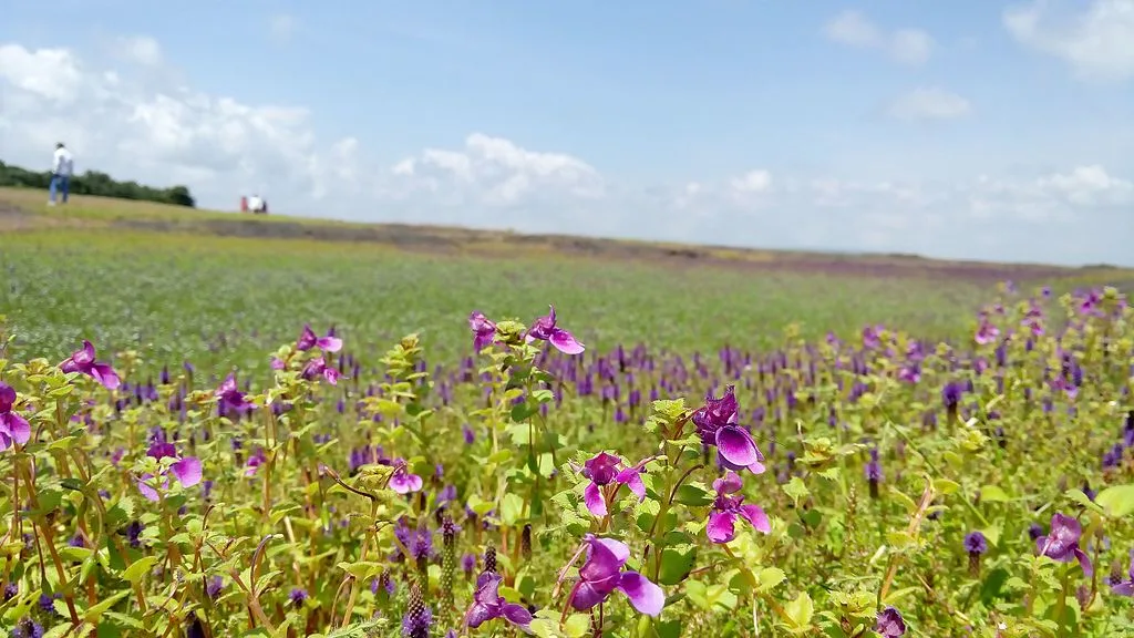 Kaas Plateau Flower valley