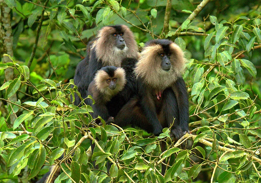 A Troop of Lion Tailed Macaque
