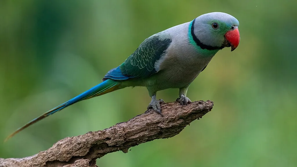 Malabar parakeet on branch