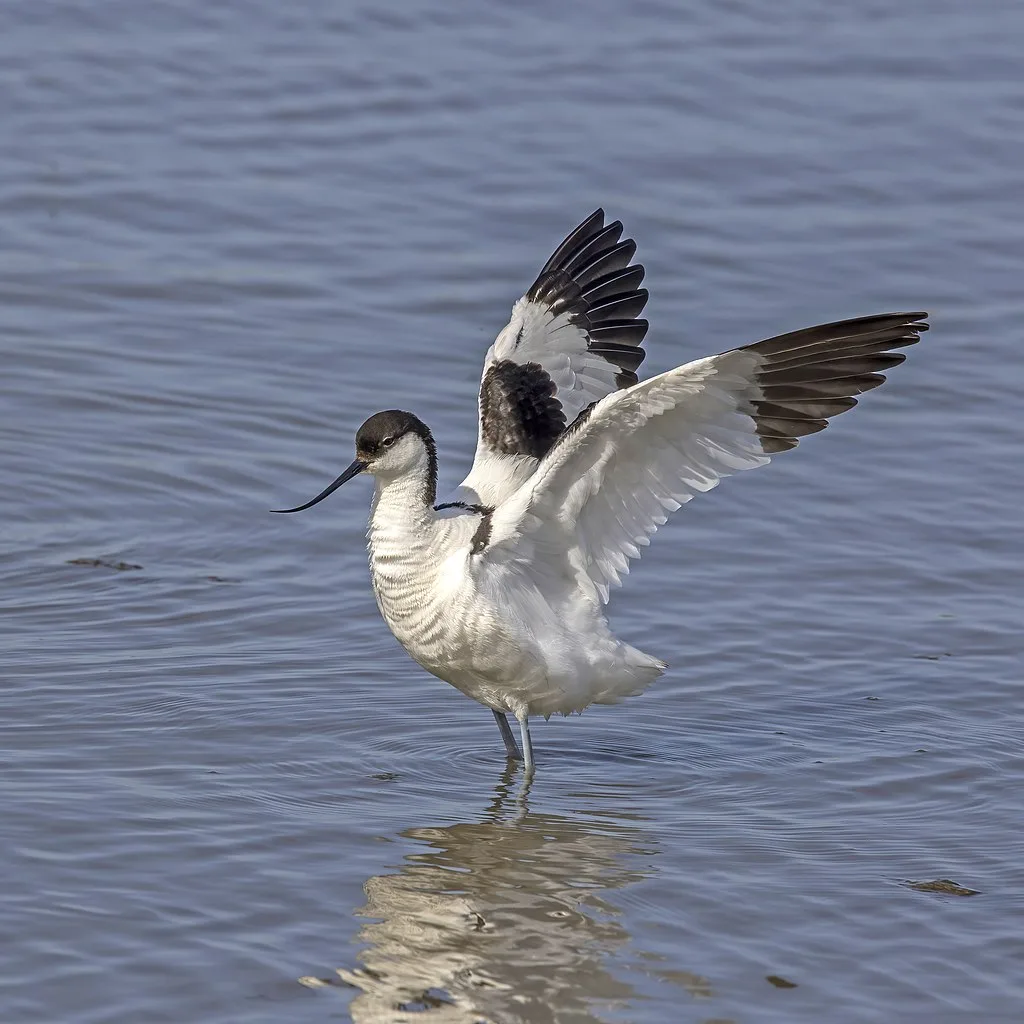 A beautiful Pies Avocet basking in the Sun