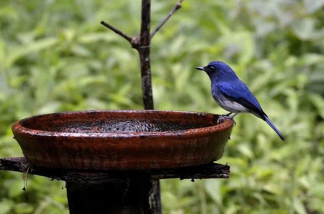 White-bellied blue flycatcher